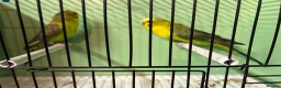 Budgerigars birds for sale: Black wing split to bf/bw pair - Advert 11