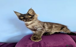 Maine Coon cats for sale: Beautiful Pedigree Maine Coon Kittens  - Image 13