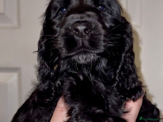 Cocker Spaniel dogs KC registered health tested Show Cocker spaniels - Advert 7