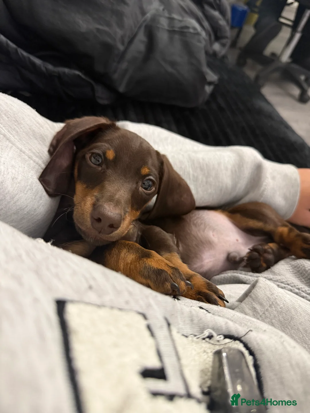 Miniature Dachshund dogs for sale: Adorable Miniature dachshund pup   - Advert 1