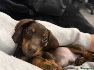 Miniature Dachshund dogs Adorable Miniature dachshund pup - Advert 1