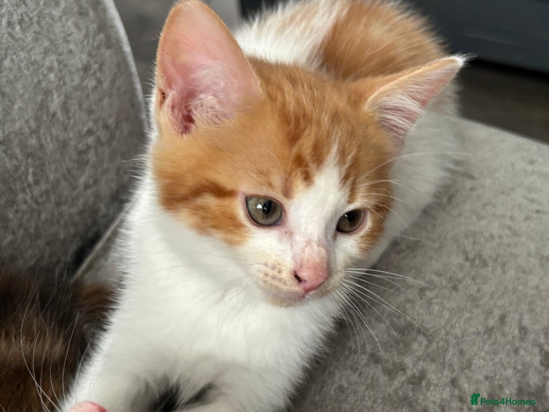 Domestic Shorthair cats for sale: Beautiful kitten needing a loving home.  - Image 2