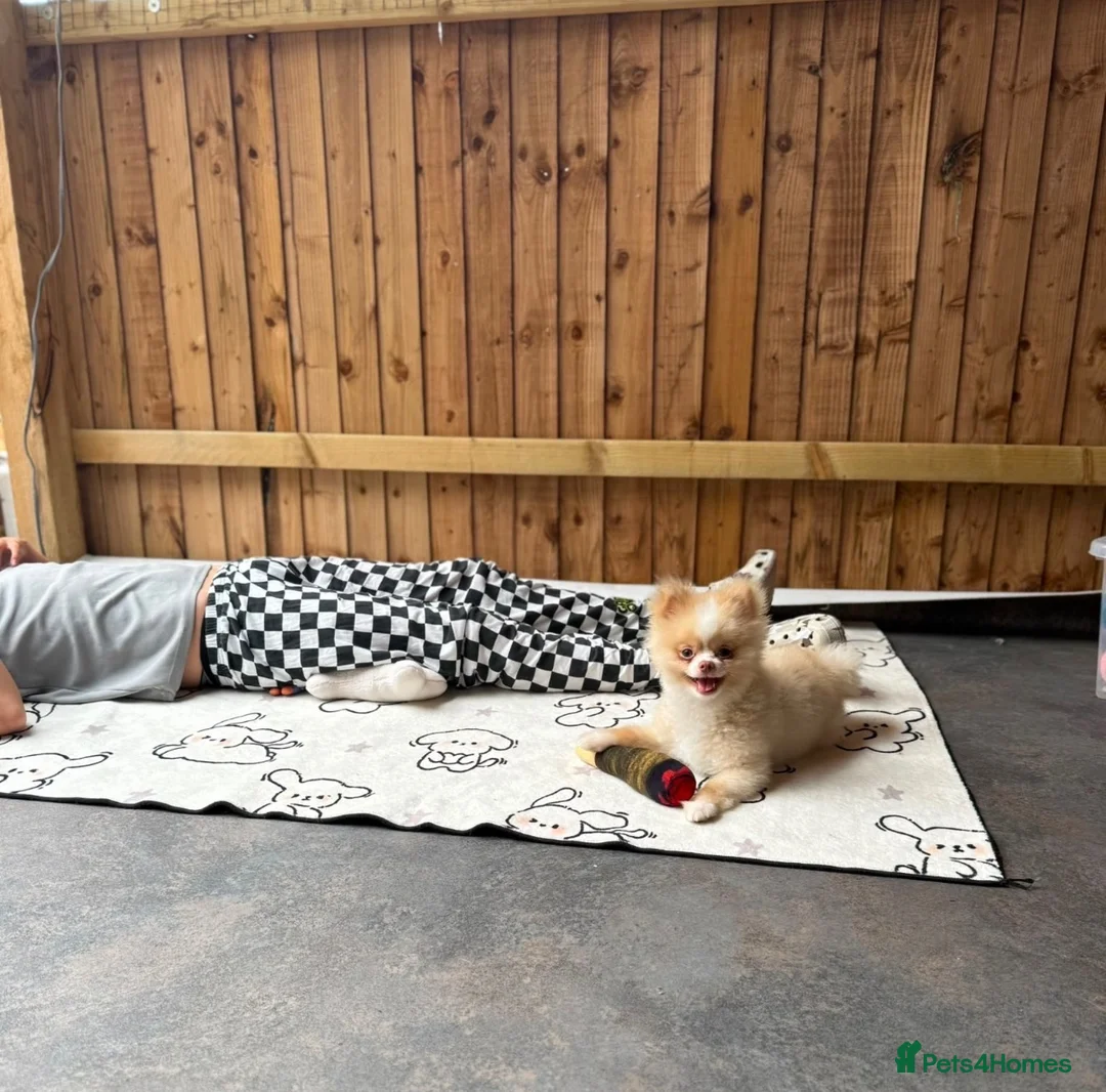 Pomeranian dogs for sale: High cream silver Pomeranian - Advert 2