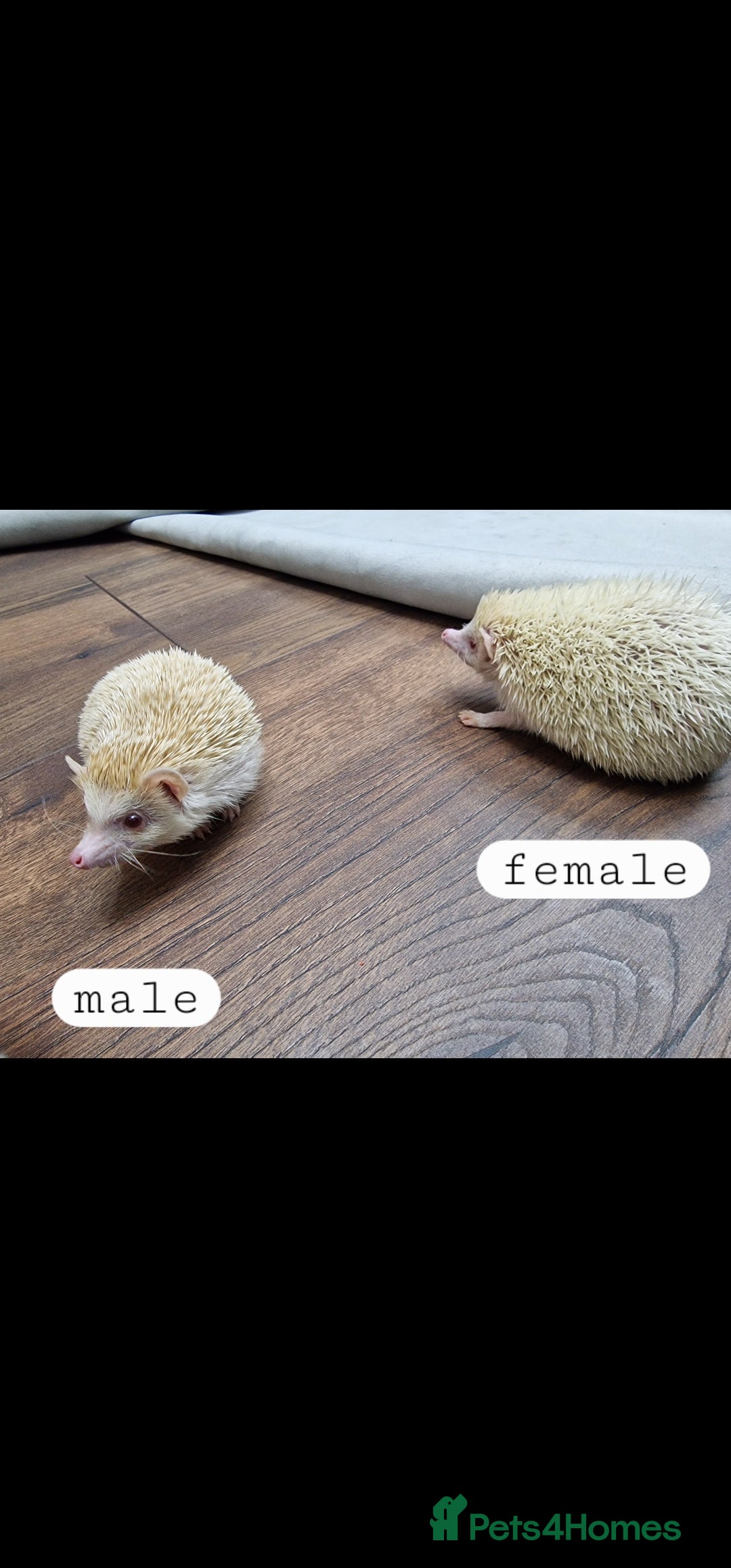 Pygmy Hedgehog rodents Two African pygmy hedgehog  - Advert 11