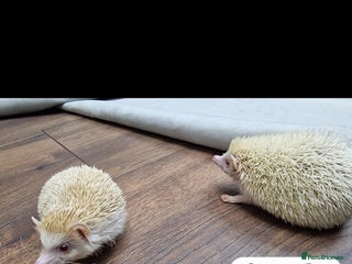 Pygmy Hedgehog rodents Two African pygmy hedgehog - Advert 1