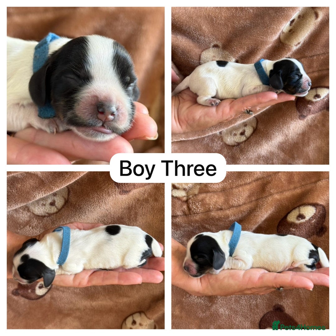 Cocker Spaniel dogs for sale: Kc, show cocker, dna, hips and eye tested parents  - Image 8