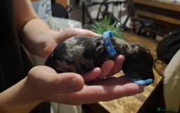 Dachshund dogs for sale: Daushund puppies  - Advert 4