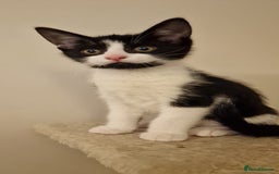 British Shorthair cats for sale: 8 week old BSH kittens - Image 1