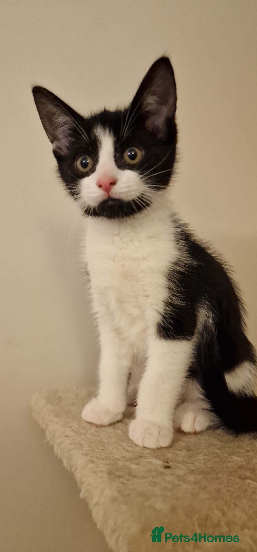British Shorthair cats for sale: 8 week old BSH kittens - Image 1