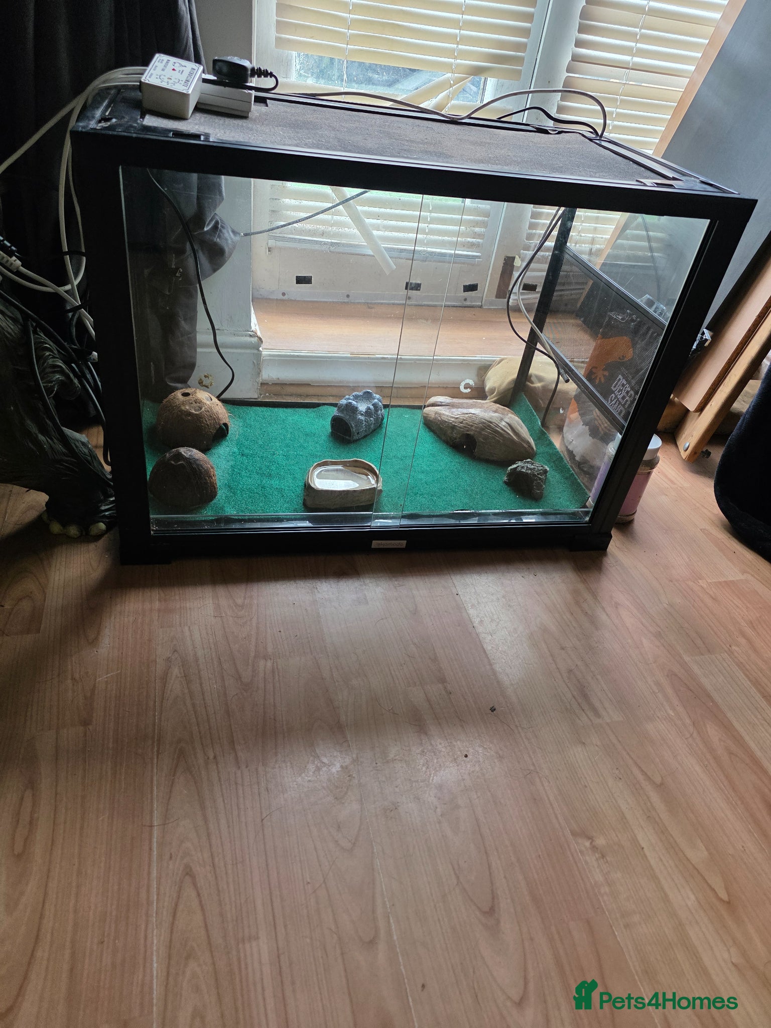 Leopard Gecko reptiles for sale: Leapard Gecko - Advert 2