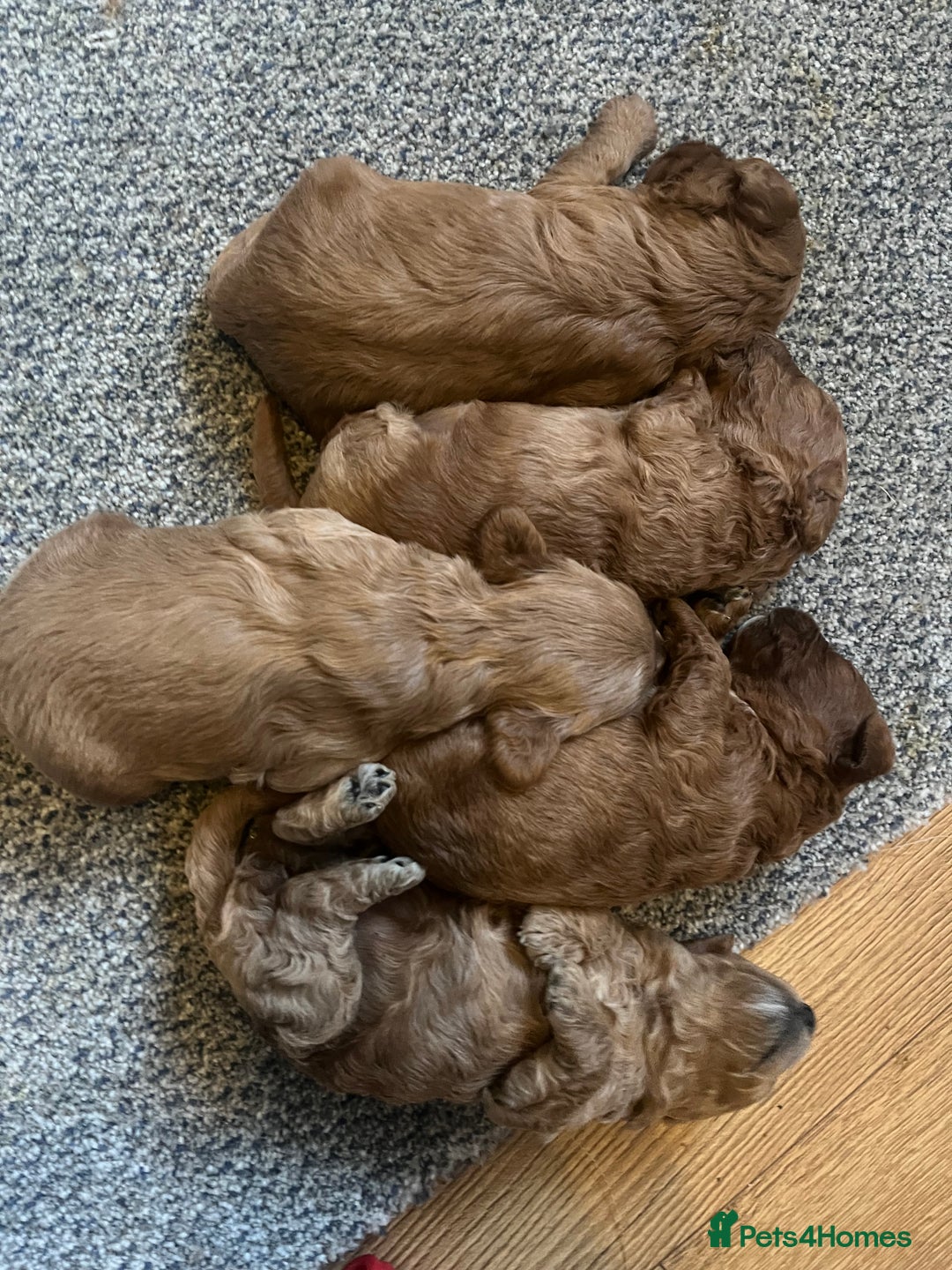 Cockapoo dogs for sale: Gorgeous red F1b cockapoo puppies  - Advert 13