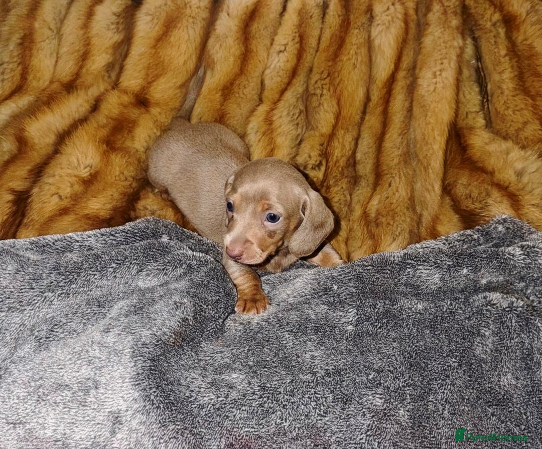 Miniature Dachshund dogs for sale: 💎RARE BREED/RARE BLOODLINE🩸 DACHSHUND PUPS 🐾 💕 - Advert 16
