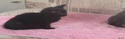 British Shorthair cats for sale: Kittens for. Sale  in Ashbourne - Advert 7