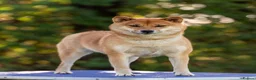 Japanese Shiba Inu dogs for sale: Exclusive Japanese Shiba Inu Puppies  🇯🇵 - Advert 3