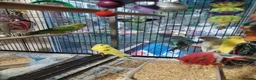 Budgerigars birds for sale: Beautiful baby budgies  - Advert 7