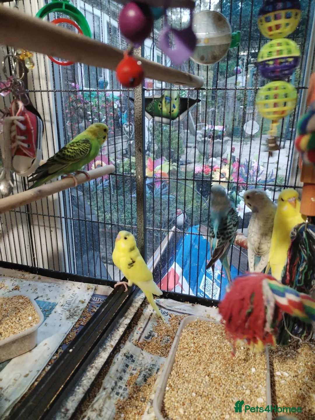 Budgerigars birds for sale: Beautiful baby budgies  - Advert 7