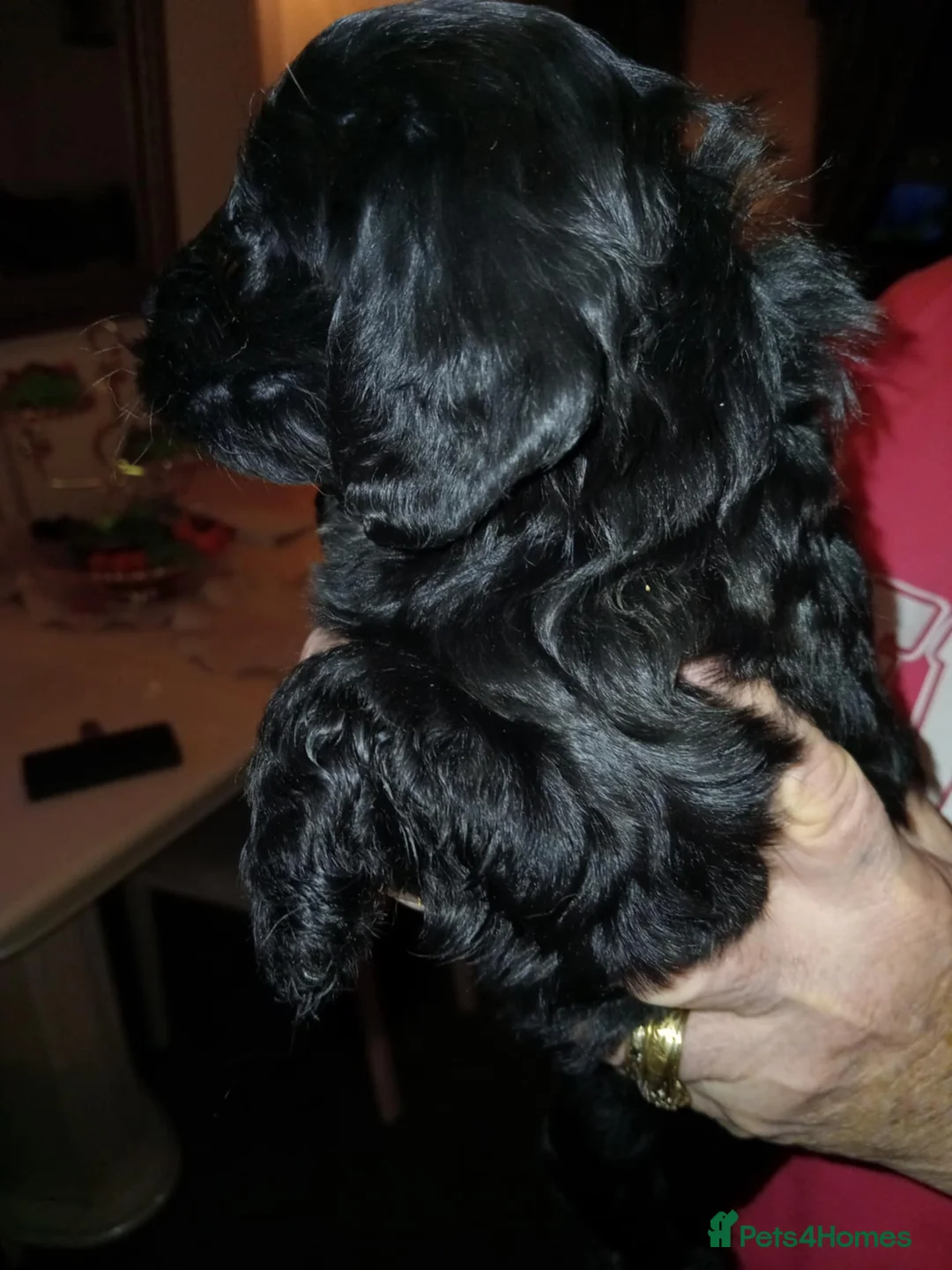 Cockapoo dogs for sale: Cockapoo puppies  - Advert 11