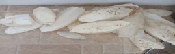 Snails invertebrates for sale: Fulica albino giant African land snail eggs  - Advert 2
