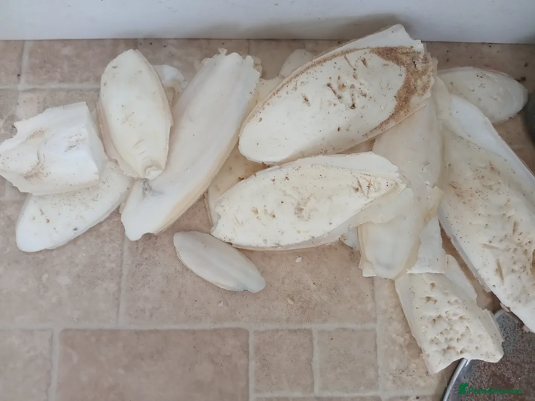 Snails invertebrates for sale: Fulica albino giant African land snail eggs  - Advert 2
