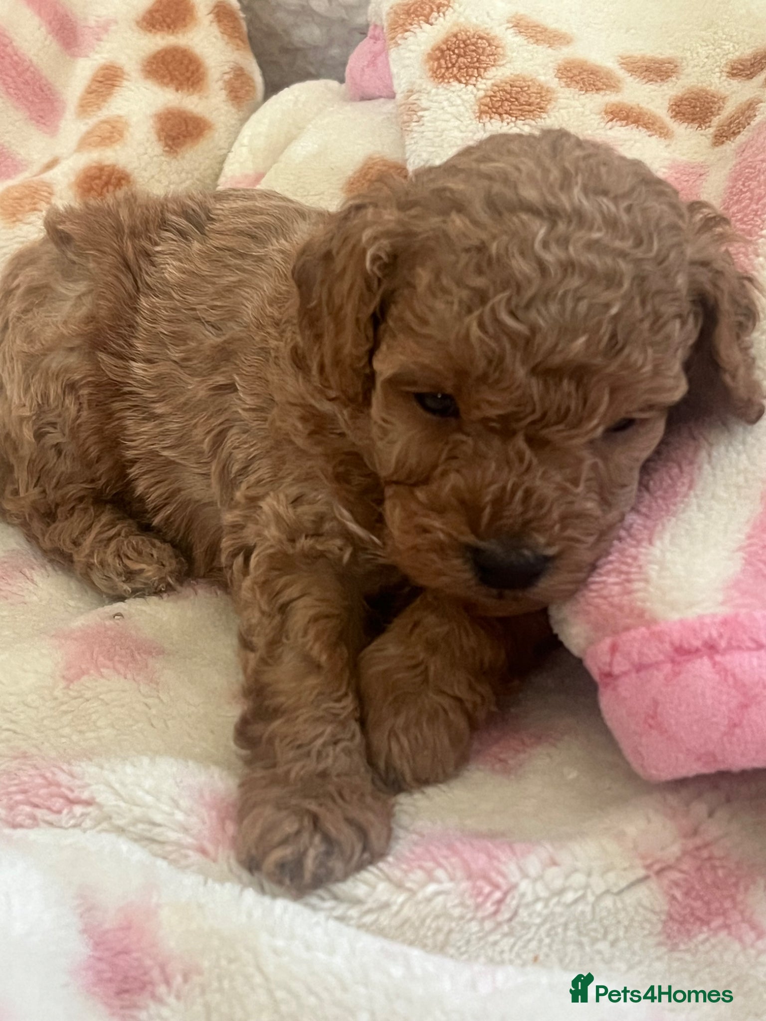 Toy Poodle dogs Toy poodle puppies  - Advert 12