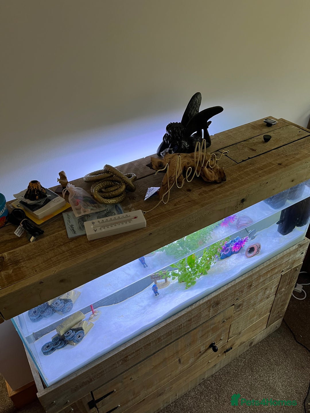 Axolotl reptiles for sale: Aquarium set up and pump  - Image 6