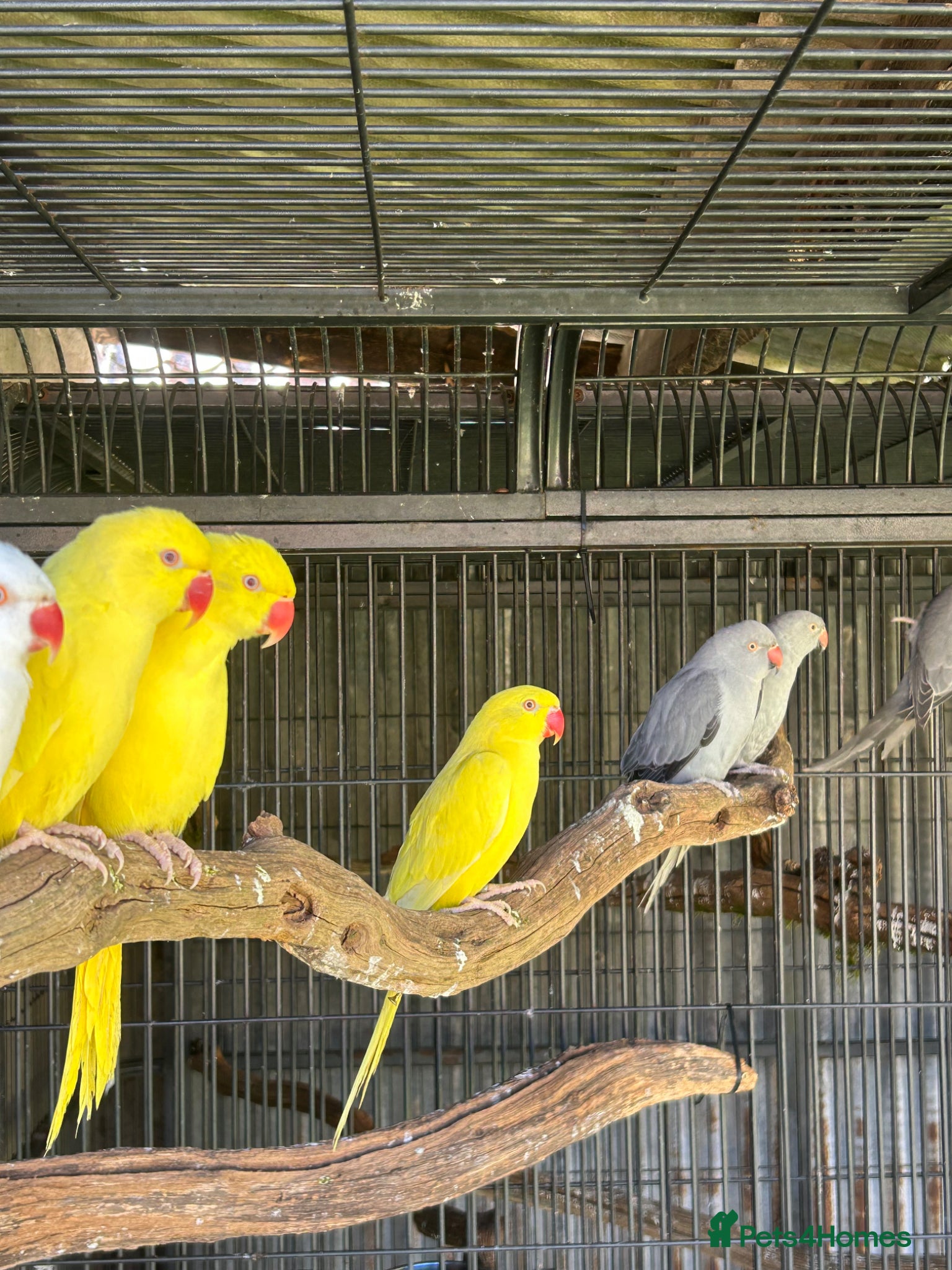 Ringnecks birds Indian Ringnecks  - Advert 12