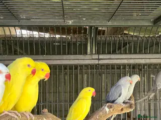 Ringnecks birds Indian Ringnecks - Advert 15