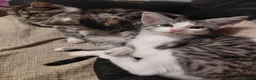 Mixed Breed cats for sale: 3/4maine coon x sphynx - Advert 8