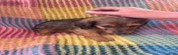 Mixed Breed dogs for sale: Dachshund/terrier puppies  - Advert 7