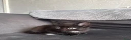 Domestic Shorthair cats for sale: 4 Adorable Domestic Shorthair Kittens - Advert 23