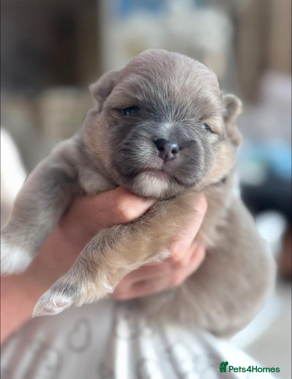 Pomeranian dogs Stunning KC Registered Small Pomeranian Puppies - Advert 15