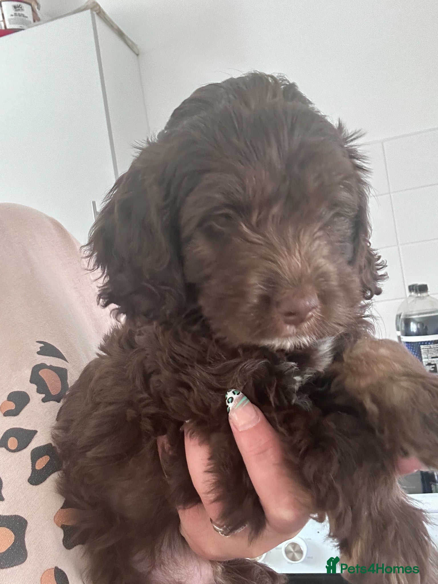Sproodle dogs Gorgeous chocolate sproodle f1b puppies - Advert 1