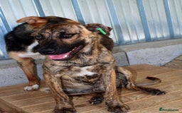 Mixed Breed dogs for adoption: Brindle, approx 7 months. Available for adoption. - Image 2
