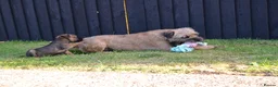Border Terrier dogs for sale: Border Terrier Puppies - Advert 2