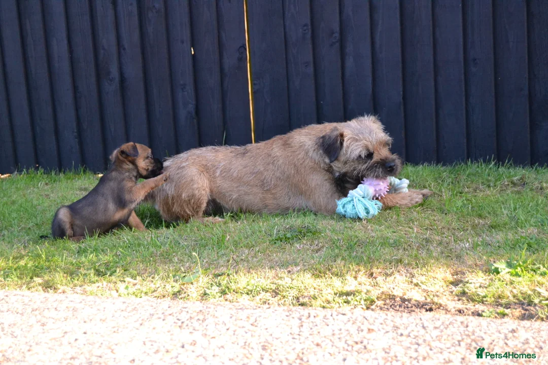 Border Terrier dogs for sale: Border Terrier Puppies - Advert 2