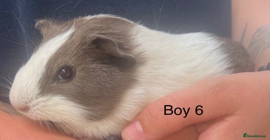 Guinea Pig rodents - Advert 14