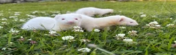 Ferret rodents for sale: Kits for sale  - Advert 4