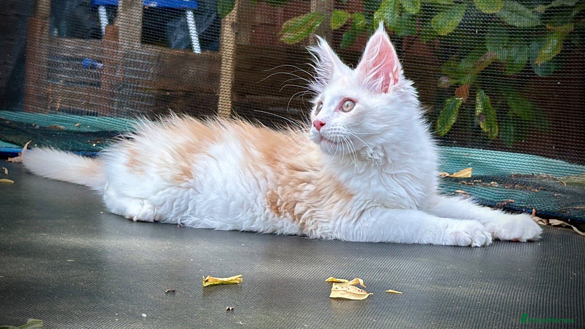 Maine Coon cats Male Maine Coon Pedigree Kitten. GCCF. Red Smoke - Advert 12
