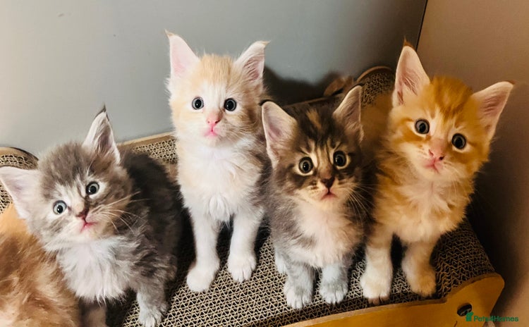 Maine Coon cats - Advert 11