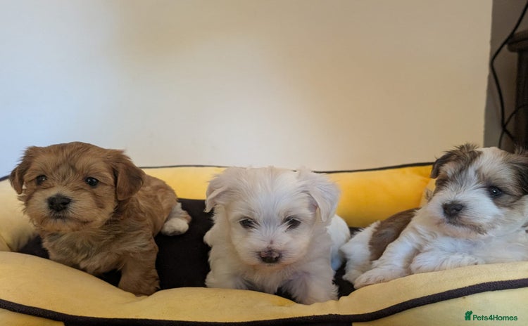 Havanese dogs - Advert 1