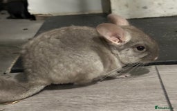Chinchilla rodents for sale: Beige Male Chinchilla – From Beautiful Parents - Image 6