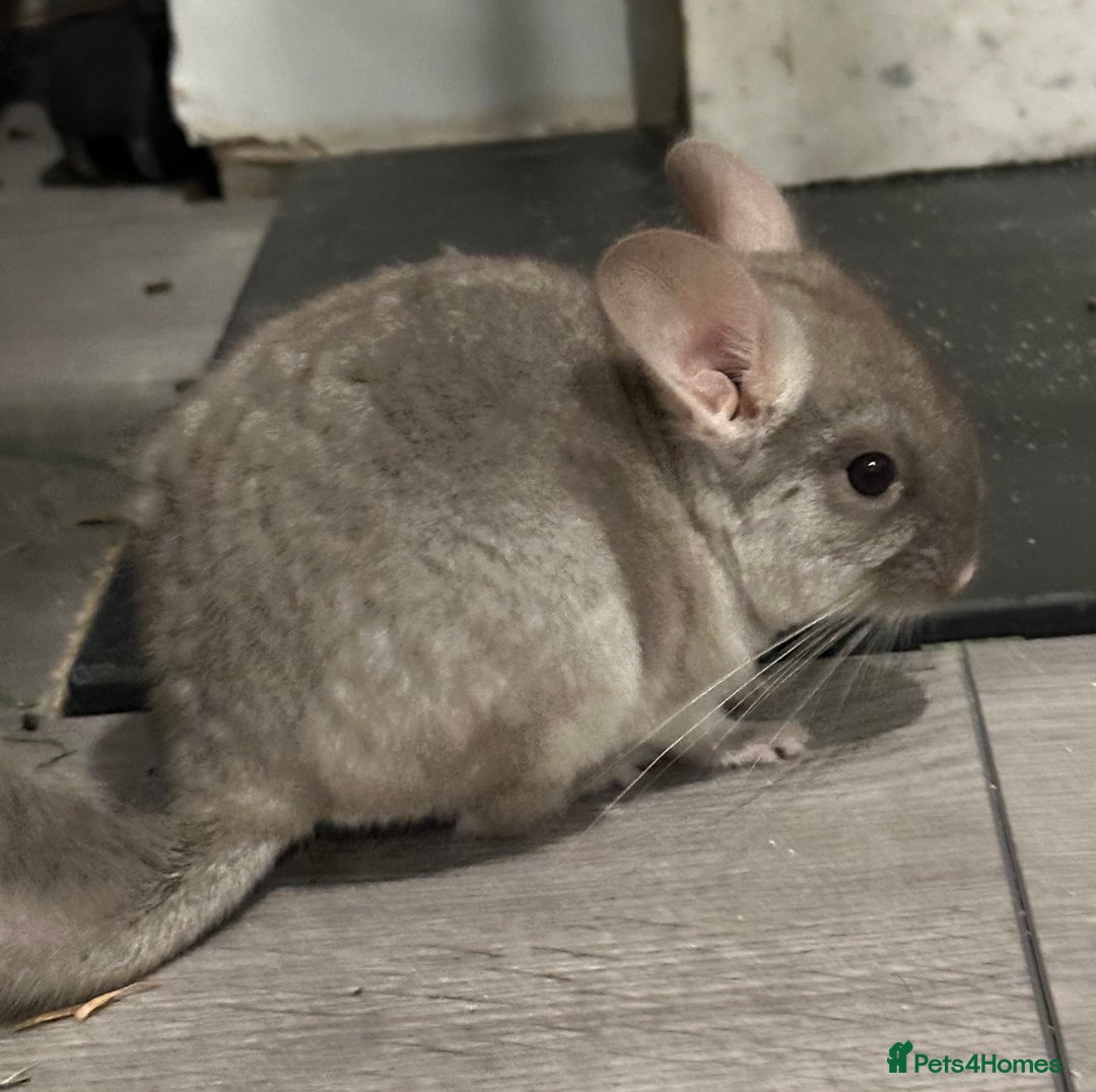 Chinchilla rodents for sale: Beige Male Chinchilla – From Beautiful Parents - Image 6