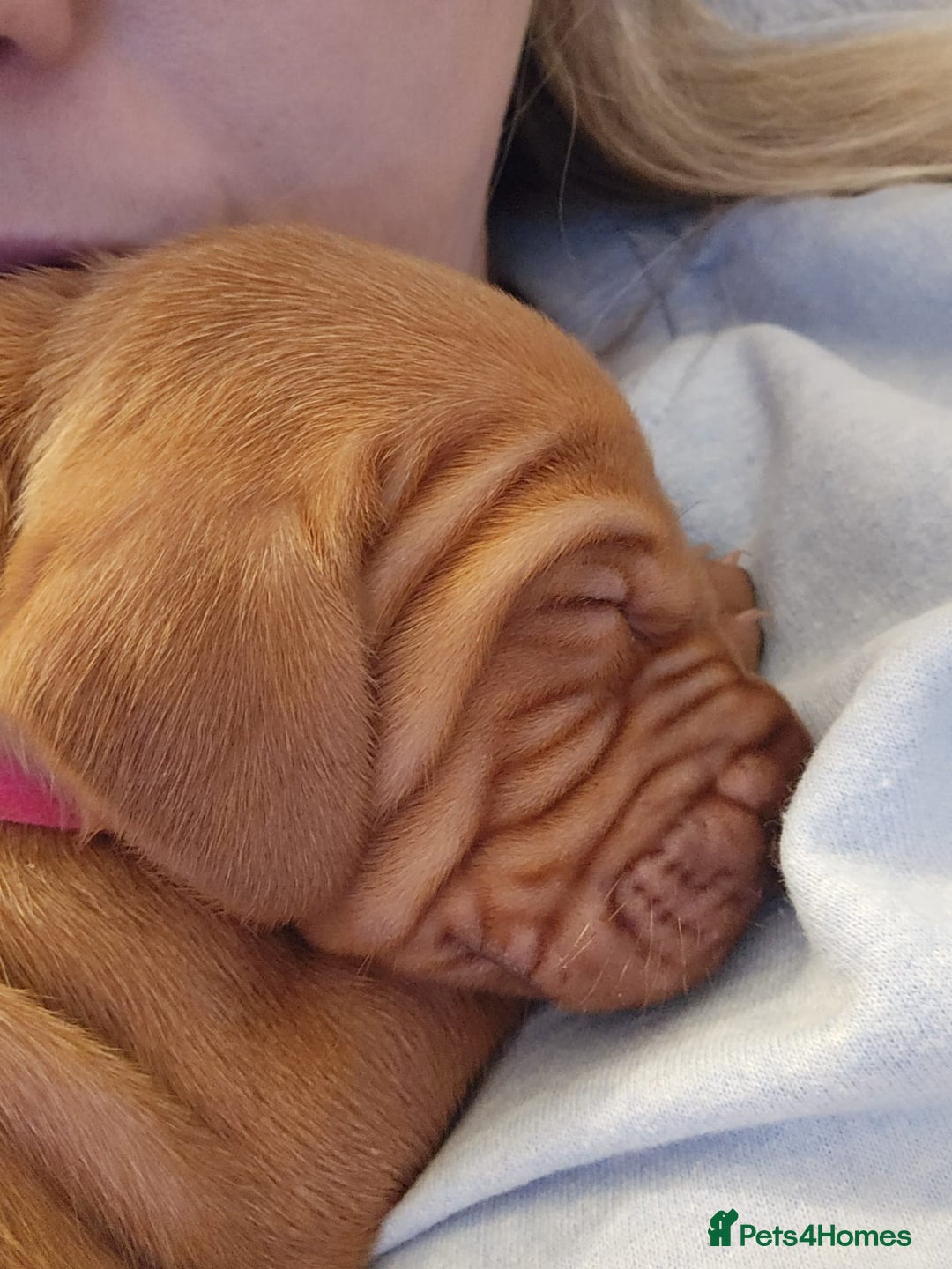 Hungarian Vizsla dogs for sale: Hungarian Vizsla Puppies – Ready Soon! - Advert 12