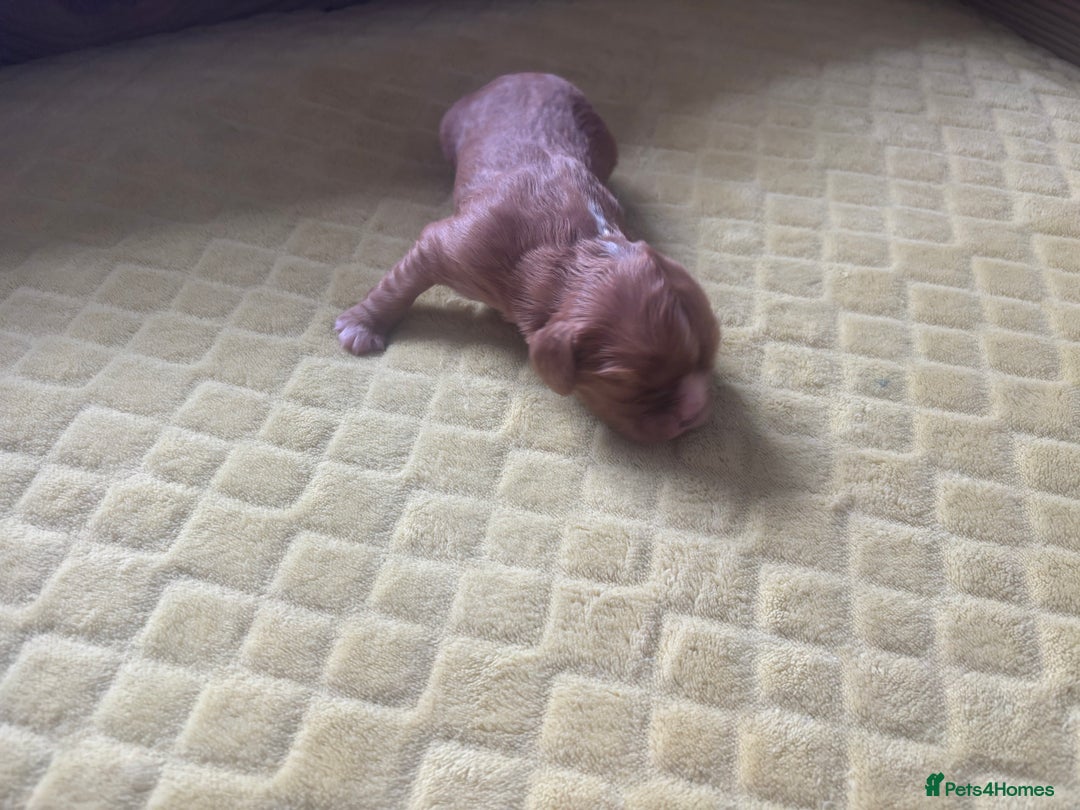 Cavalier King Charles Spaniel dogs for sale: Pugalier Pups ready for their new home!  - Image 18