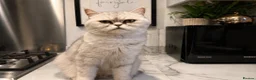 Persian cats for sale: Persian cross  in Lincoln - Advert 5