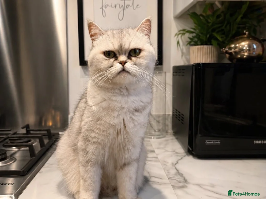 Persian cats for sale: Persian cross  in Lincoln - Advert 5