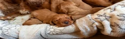 Cocker Spaniel dogs for sale: Cocker Spaniel puppies  - Advert 6