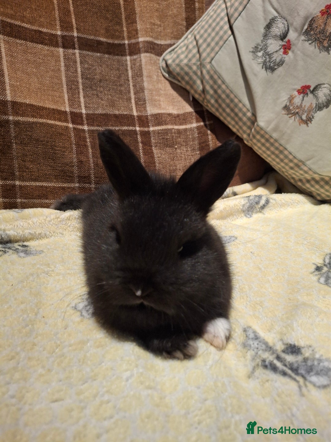 Mixed Breed rabbits for sale: Mini lop x dwarf  - Advert 4