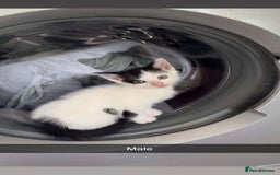 Mixed Breed cats for sale: 7 beautiful 8 week kittens  - Image 2