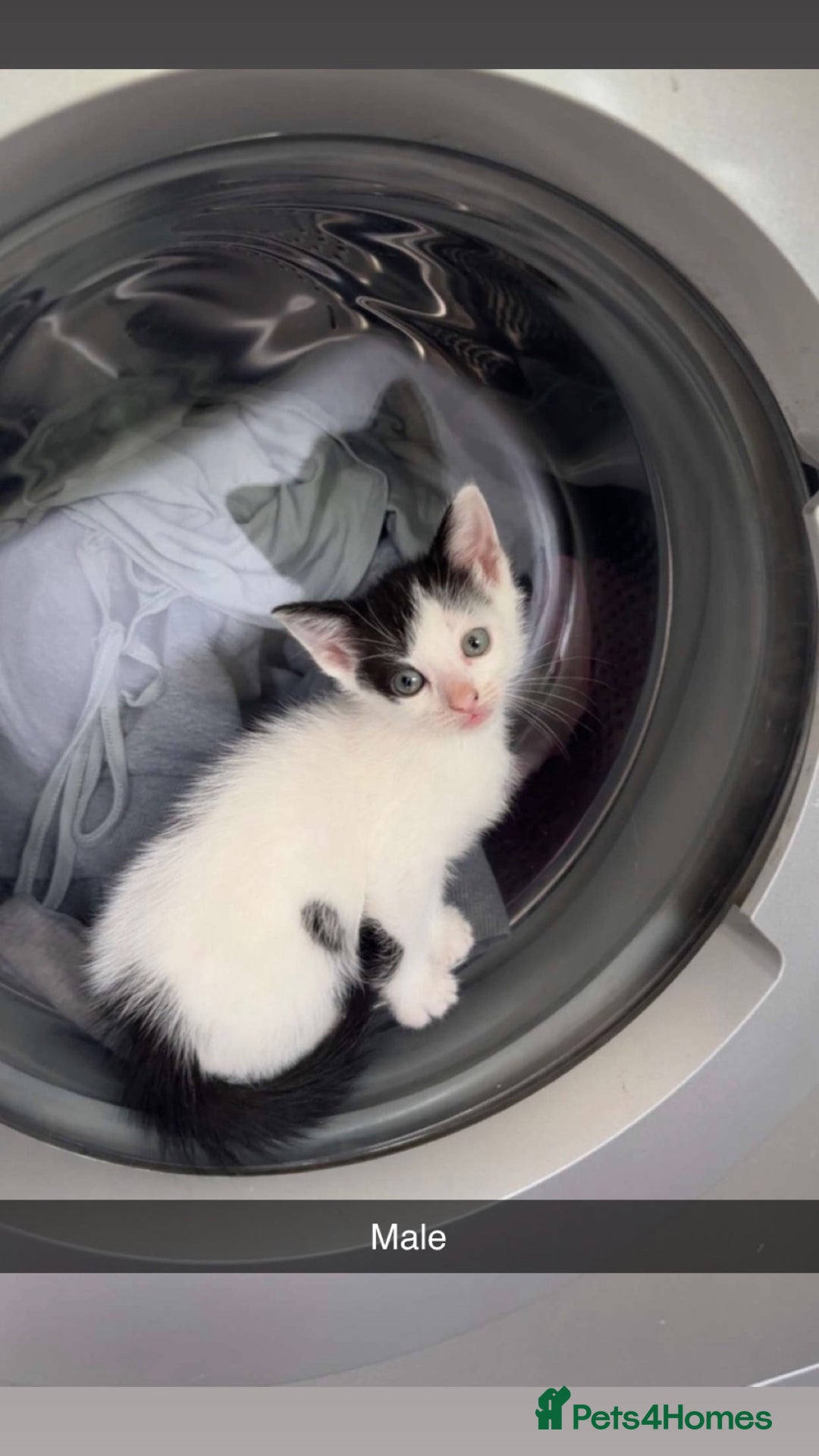 Mixed Breed cats for sale: 7 beautiful 8 week kittens  - Image 2
